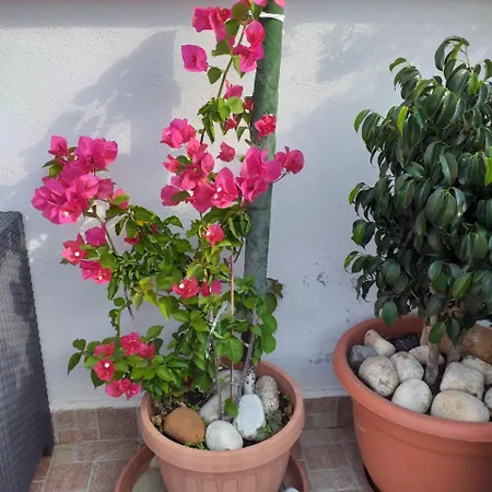 德尔博尔戈安蒂住宿加早餐旅馆 住宿加早餐酒店 3*